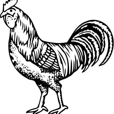 CHICK002 Thumbnail