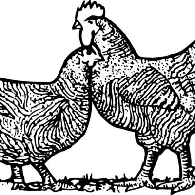 CHICK005 Thumbnail