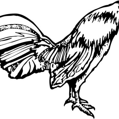 CHICK011 Thumbnail