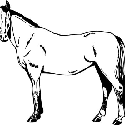 HORSE025 Thumbnail
