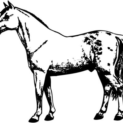 HORSE032 Thumbnail