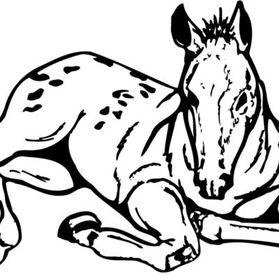 HORSE042 Thumbnail