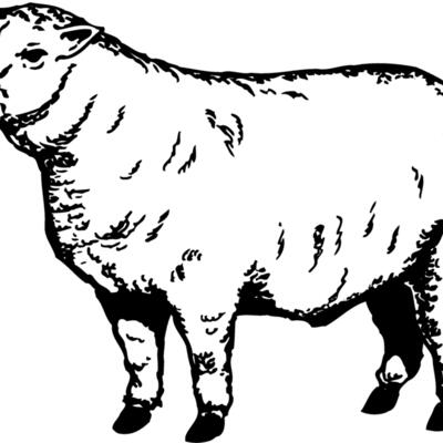 SHEEP007 Thumbnail
