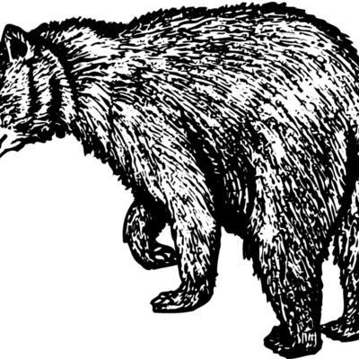 BEAR011 Thumbnail