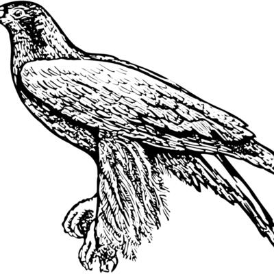 BIRD003 Thumbnail