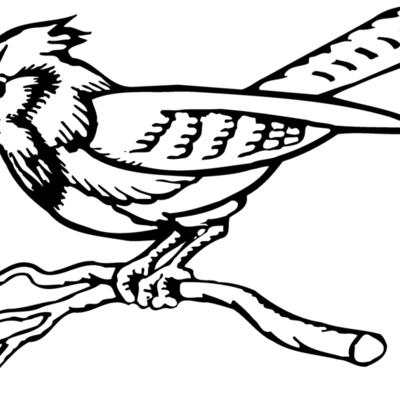 BIRD011 Thumbnail