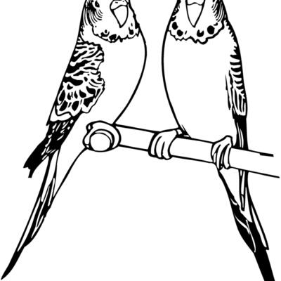 BIRD014 Thumbnail