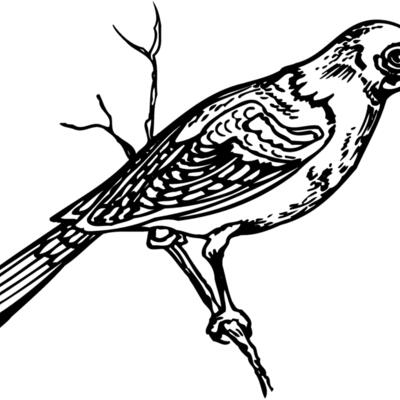 BIRD020 Thumbnail