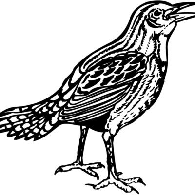 BIRD023 Thumbnail