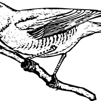 BIRD024 Thumbnail