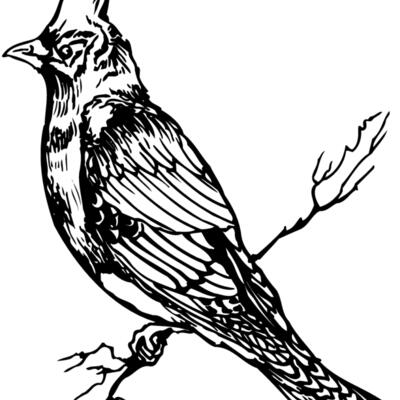 BIRD025 Thumbnail