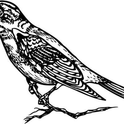 BIRD027 Thumbnail