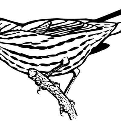 BIRD029 Thumbnail