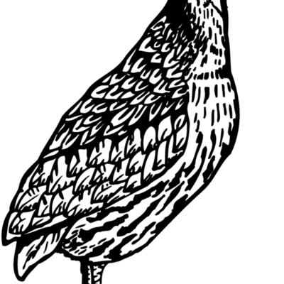 BIRD044 Thumbnail