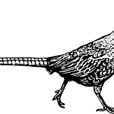 BIRD061 Thumbnail