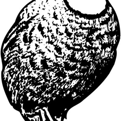 BIRD063 Thumbnail