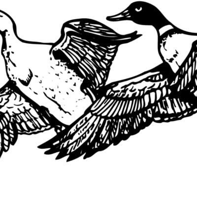 BIRD080 Thumbnail