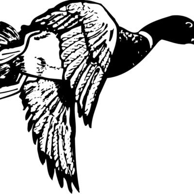 BIRD083 Thumbnail