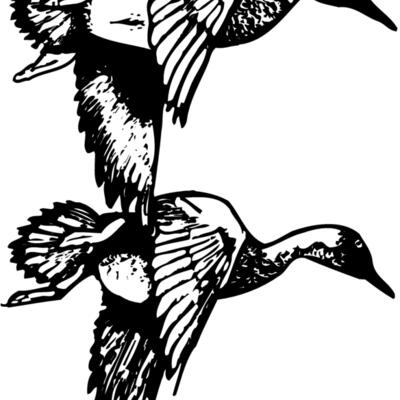 BIRD084 Thumbnail