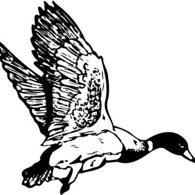 BIRD087 Thumbnail