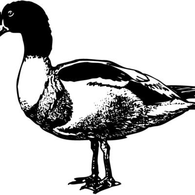 BIRD090 Thumbnail