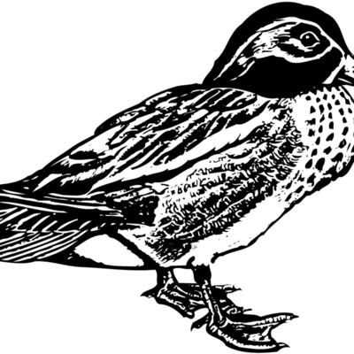 BIRD094 Thumbnail