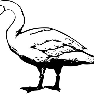 BIRD095 Thumbnail