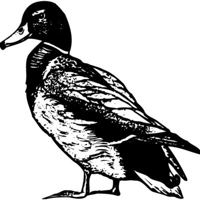 BIRD101 Thumbnail