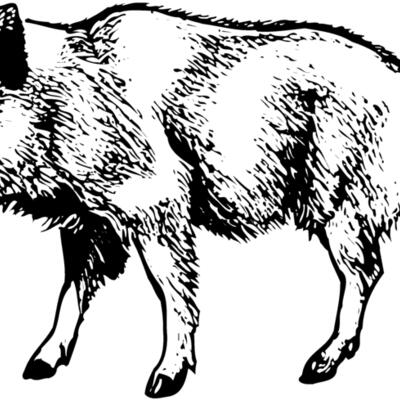 BOAR0001 Thumbnail