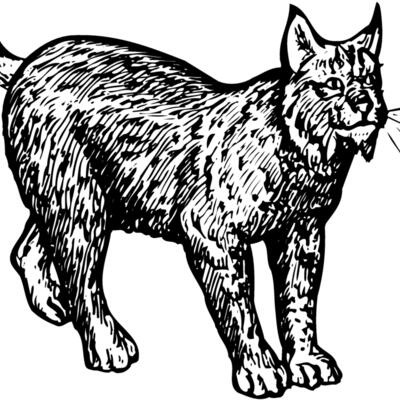 BOBCAT02 Thumbnail