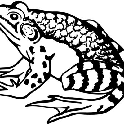 FROG03 Thumbnail