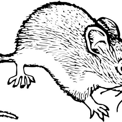 MOUSE005 Thumbnail
