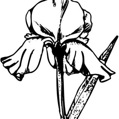 FLOWER11 Thumbnail