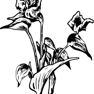 FLOWER30 Thumbnail