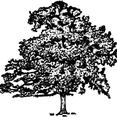 TREE0013 Thumbnail