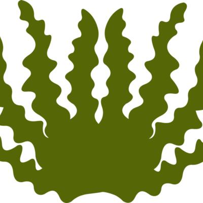 Sea Plant 2 Thumbnail