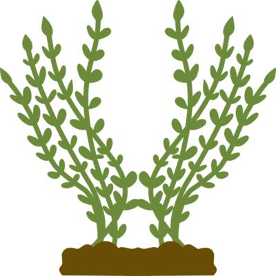 Plants 4 Thumbnail